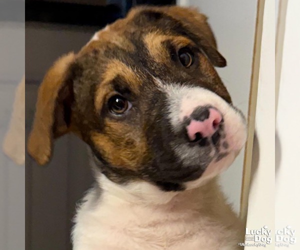 Medium Photo #1 Mutt Puppy For Sale in Washington, DC, USA