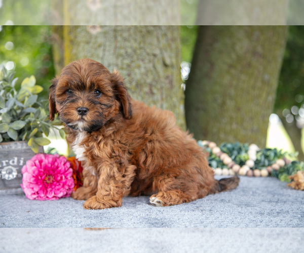Medium Photo #3 Shih-Poo Puppy For Sale in SHILOH, OH, USA