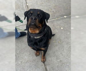 Rottweiler Dogs for adoption in Hillsboro, NH, USA