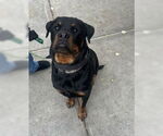 Small Rottweiler