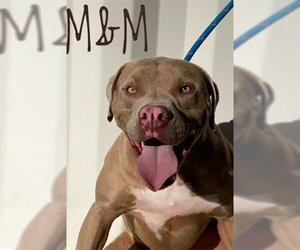 American Pit Bull Terrier-Unknown Mix Dogs for adoption in Lathrop, CA, USA