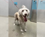 Small Poodle (Standard) Mix