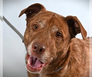 American Pit Bull Terrier-Australian Kelpie Mix Dogs for adoption in Fort Collins, CO, USA