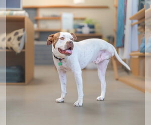 Chevy - Male Boxer-Unknown Mix Dog for Adoption - Photo #8