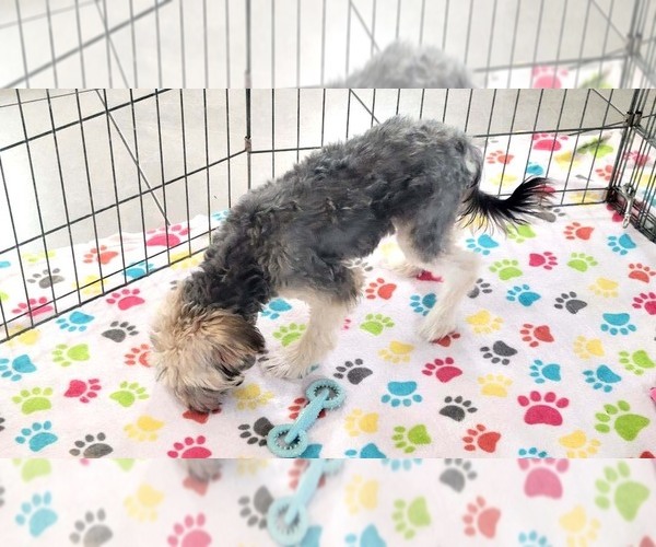 Medium Photo #6 Morkie Puppy For Sale in ORO VALLEY, AZ, USA