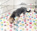Small #5 Morkie