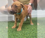 Small #2 Mutt