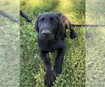 Small Photo #1 Labrador Retriever Puppy For Sale in TROUT LAKE, WA, USA