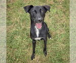 Small #3 German Shepherd Dog Mix