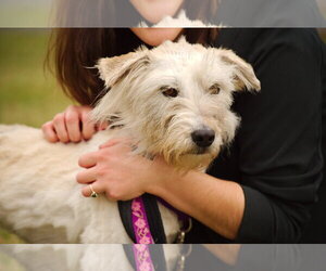 Golden Retriever-Unknown Mix Dogs for adoption in Lancaster, PA, USA
