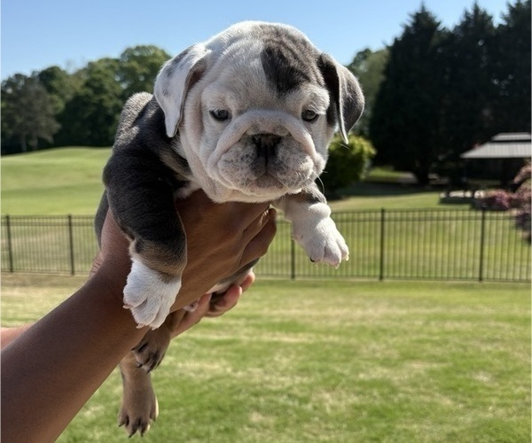 Medium Photo #8 Bulldog Puppy For Sale in MCDONOUGH, GA, USA