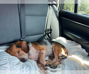 Beagle Dogs for adoption in Tampa, FL, USA