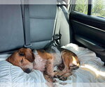 Small Beagle
