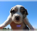 Puppy Chip Australian Shepherd
