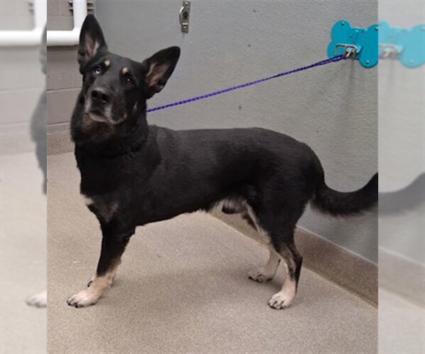 Medium Photo #1 German Shepherd Dog-Unknown Mix Puppy For Sale in Las Vegas, NV, USA