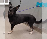 Small German Shepherd Dog Mix