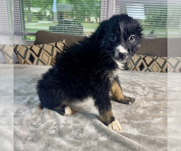 Medium Photo #60 Australian Shepherd Puppy For Sale in SALISBURY, NC, USA