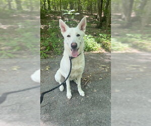 Mutt Dogs for adoption in Jefferson, NJ, USA