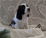 Small #4 English Springer Spaniel