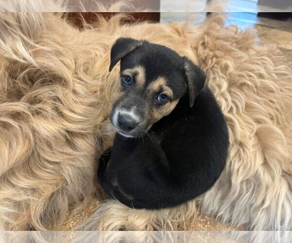 Medium Photo #16 Siberian Husky-Unknown Mix Puppy For Sale in Germantown, OH, USA