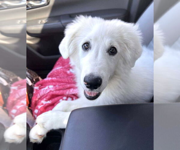 Medium Photo #4 Great Pyrenees Puppy For Sale in Spring, TX, USA