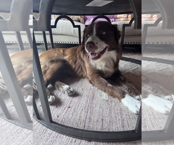 Medium Photo #4 Australian Shepherd Puppy For Sale in Dallas, TX, USA