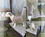 Puppy Possum American Bully
