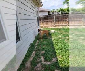 Labrador Retriever-Unknown Mix Dogs for adoption in San Antonio, TX, USA