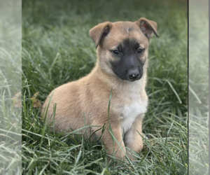 Pembroke Welsh Corgi-Pomeranian Mix Dogs for adoption in Anchorage, AK, USA