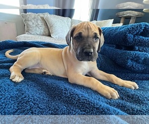 Great Dane Puppy for sale in EDEN, NY, USA