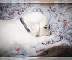 Small #1 English Cream Golden Retriever