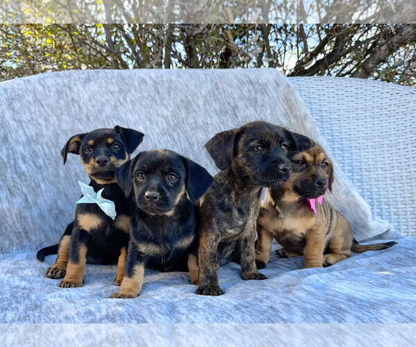 Medium Photo #3 Dachshund-Unknown Mix Puppy For Sale in MIDWAY, UT, USA