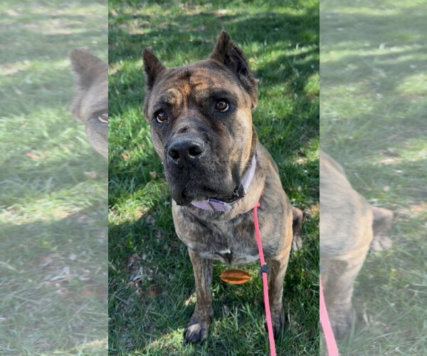 Medium Photo #1 Mutt Puppy For Sale in Spotsylvania, VA, USA