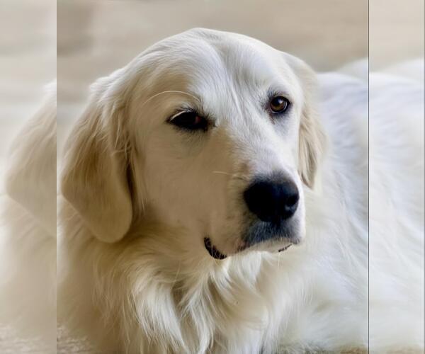 Medium Photo #1 Great Pyrenees Puppy For Sale in Dallas, TX, USA