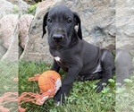 Small #1 Great Dane