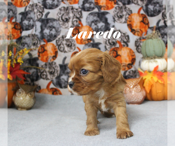 Medium Photo #4 Cavalier King Charles Spaniel Puppy For Sale in CHANUTE, KS, USA