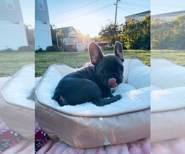 Medium Photo #2 French Bulldog Puppy For Sale in YONKERS, NY, USA