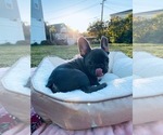 Small Photo #2 French Bulldog Puppy For Sale in YONKERS, NY, USA