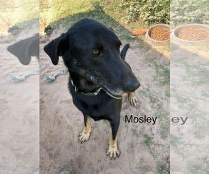 Mosely - Male German Shepherd Dog-Unknown Mix Dog for Adoption - Photo #4