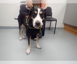 Mutt Dogs for adoption in St. Cloud, FL, USA