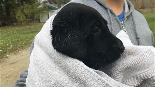 Medium Photo #5 Labrador Retriever Puppy For Sale in NORTON SHORES, MI, USA