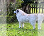 Small #34 Great Pyrenees