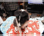 Small #4 Shetland Sheepdog