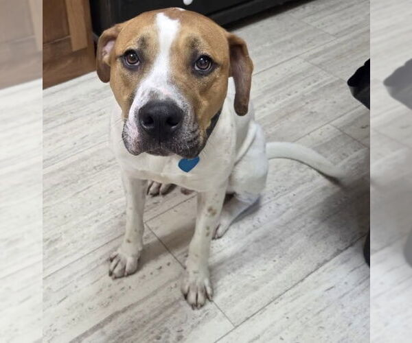 Medium Photo #1 American Bulldog-Pointer Mix Puppy For Sale in Alexander, AR, USA