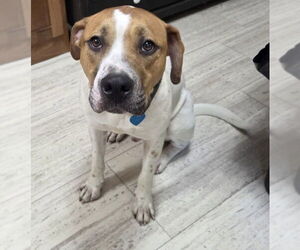 American Bulldog-Pointer Mix Dogs for adoption in Alexander, AR, USA
