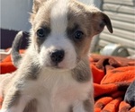 Puppy 5 Australian Shepherd-Boston Terrier Mix
