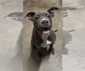 Staffordshire Bull Terrier Dogs for adoption in The Woodlands, TX, USA