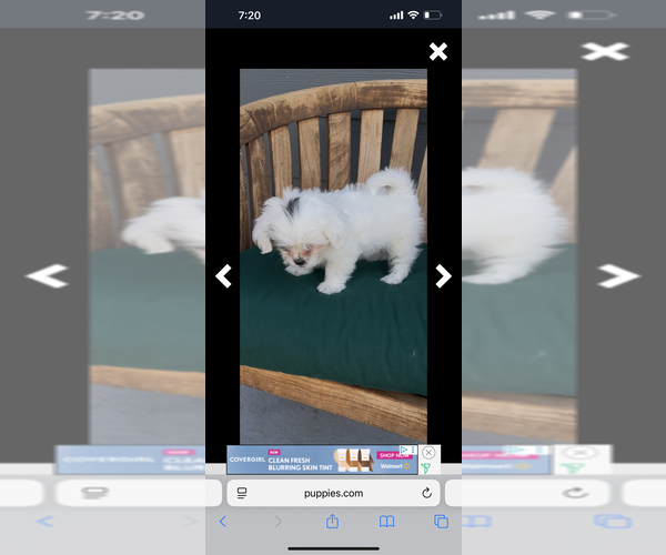 Medium Photo #18 ShihPoo Puppy For Sale in MEAD, CO, USA