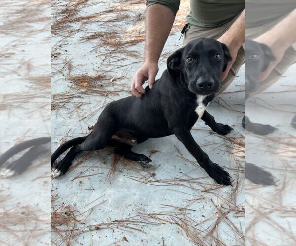 Medium Photo #4 Labrador Retriever-Unknown Mix Puppy For Sale in Oakhurst, NJ, USA