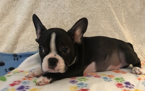 French Bulldog Puppy for sale in CHARLESTON, SC, USA